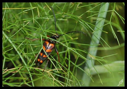 Réf. 185 409 : Leptura aurulenta
